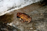 /album/brasil-2008/dsc-0929-jpg1/
